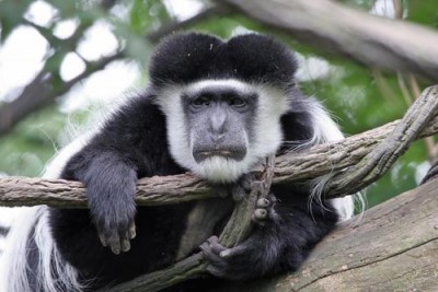 Affe-400x267.jpg